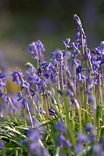 Bluebells