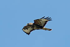 Buzzard in flight