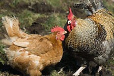 Hen and cockerel