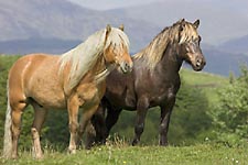 Horses