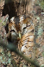A sleepy Tawny Owl