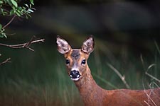 Roe Deer