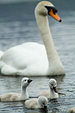 Swan with cygnets